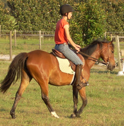 Person riding a walking horse